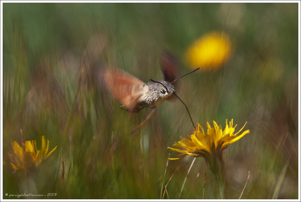 Macroglossum stellatarum