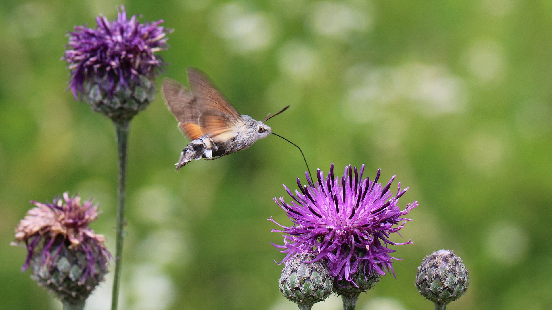 Macroglossum stellatarum