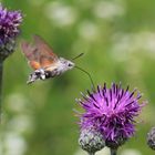 Macroglossum stellatarum