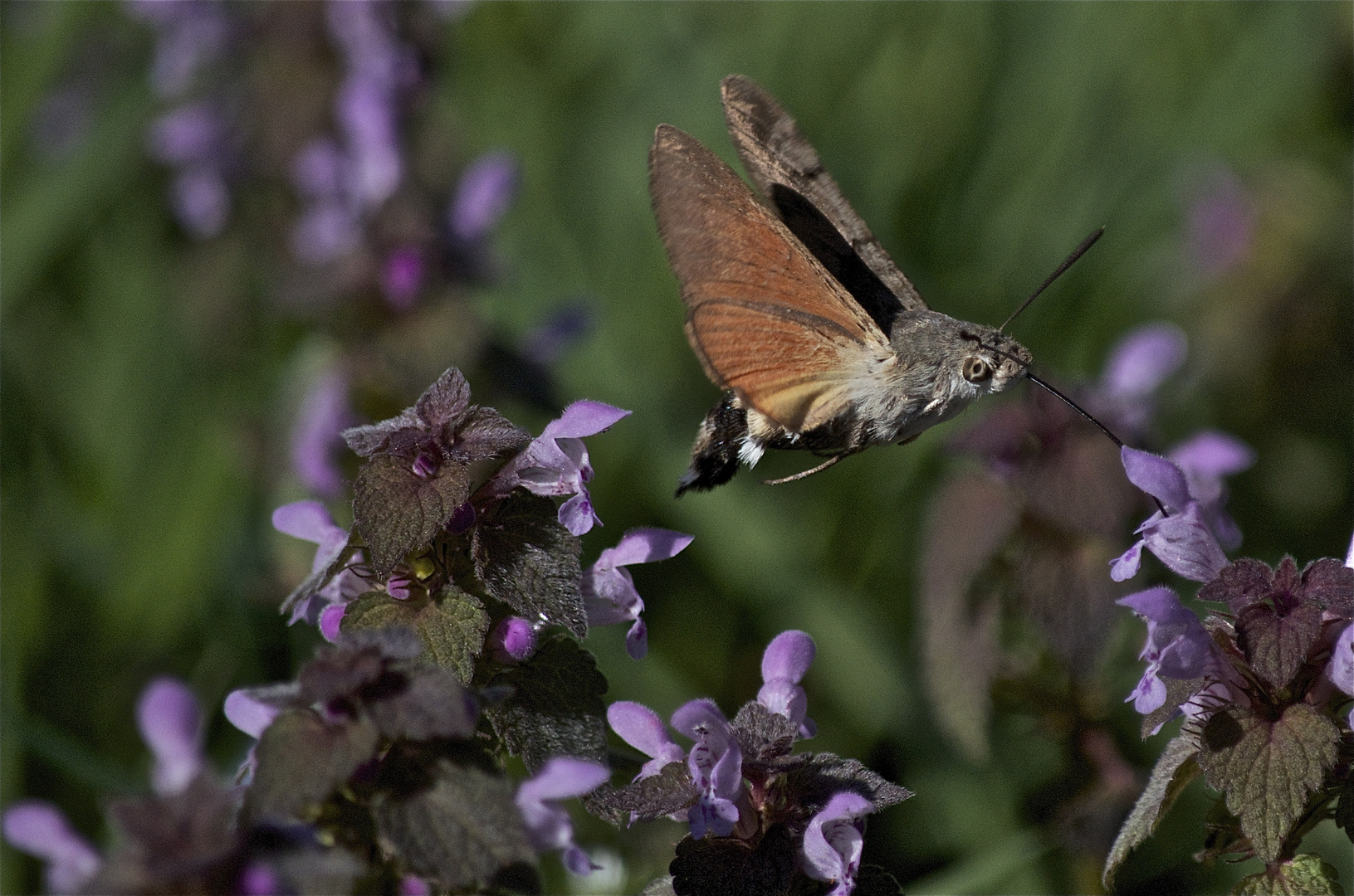 Macroglossum stellatarum