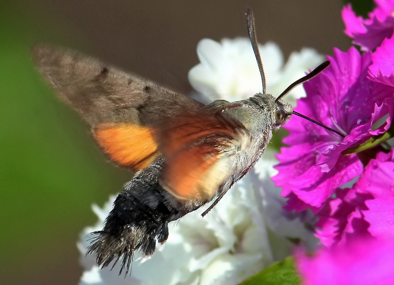 Macroglossum stellatarum