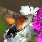 Macroglossum stellatarum