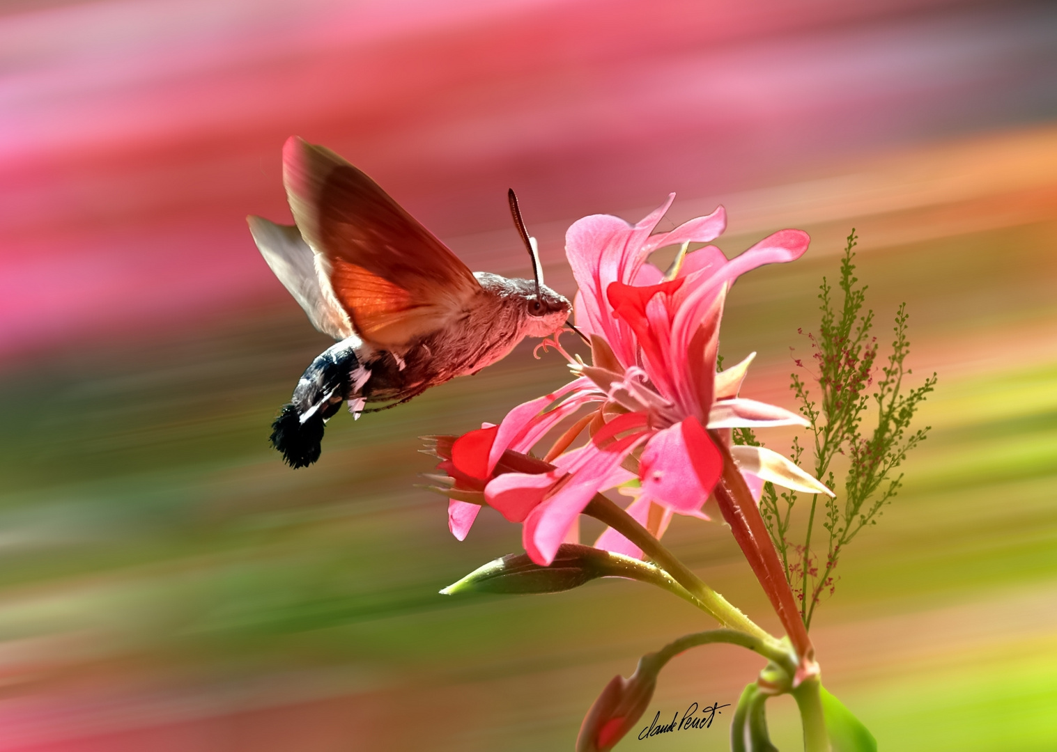 Macroglossum stellatarum 