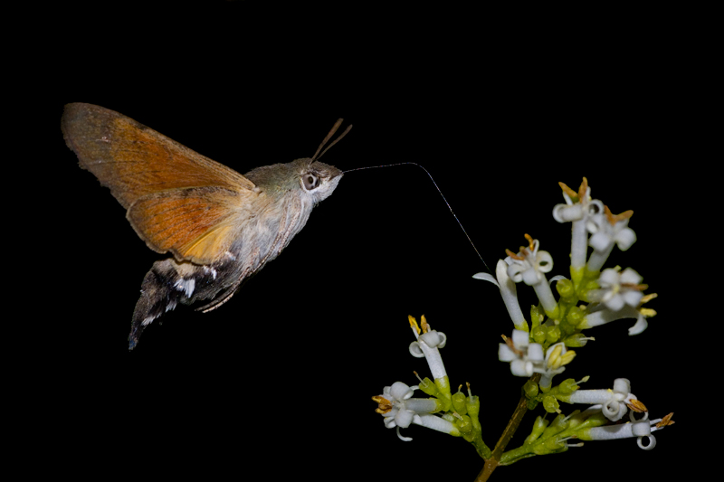 Macroglossum stellatarum