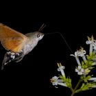 Macroglossum stellatarum