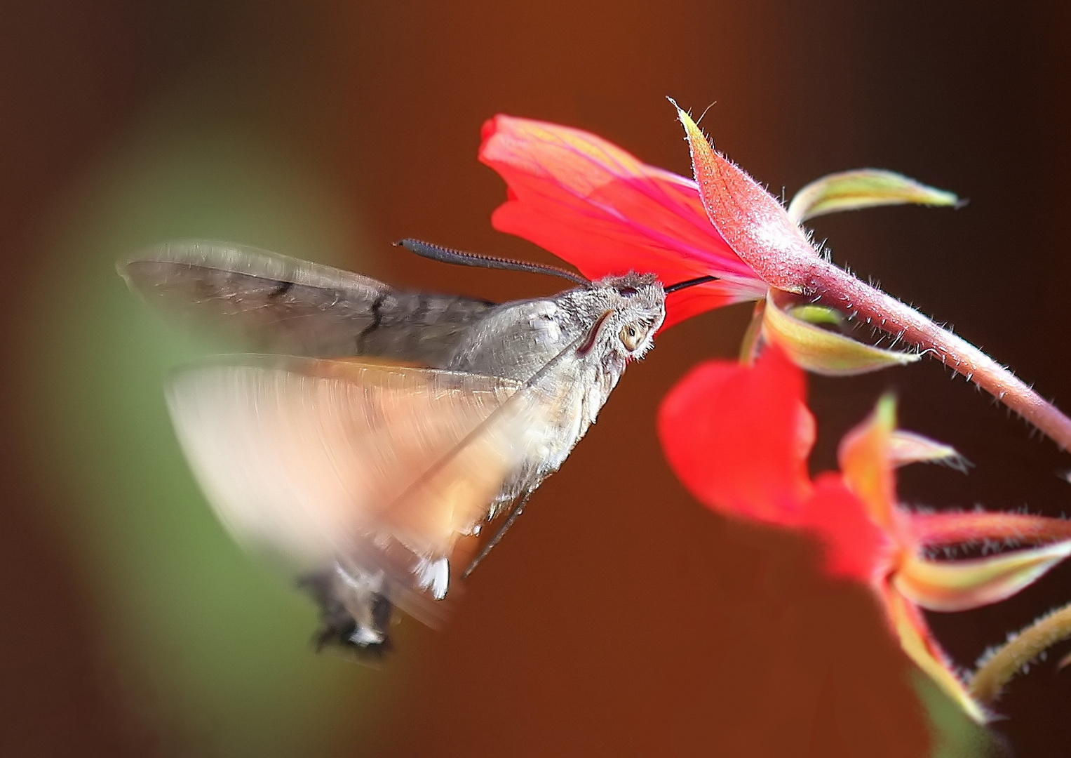 Macroglossum stellatarum