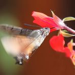 Macroglossum stellatarum