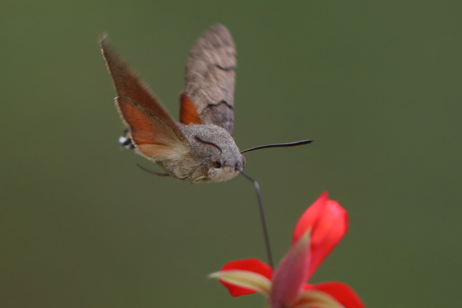 Macroglossum stellatarum