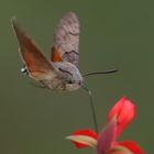 Macroglossum stellatarum