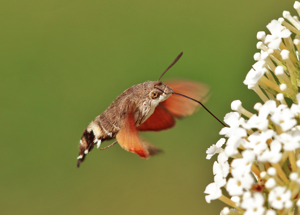 Macroglossum stellatarum