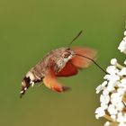 Macroglossum stellatarum