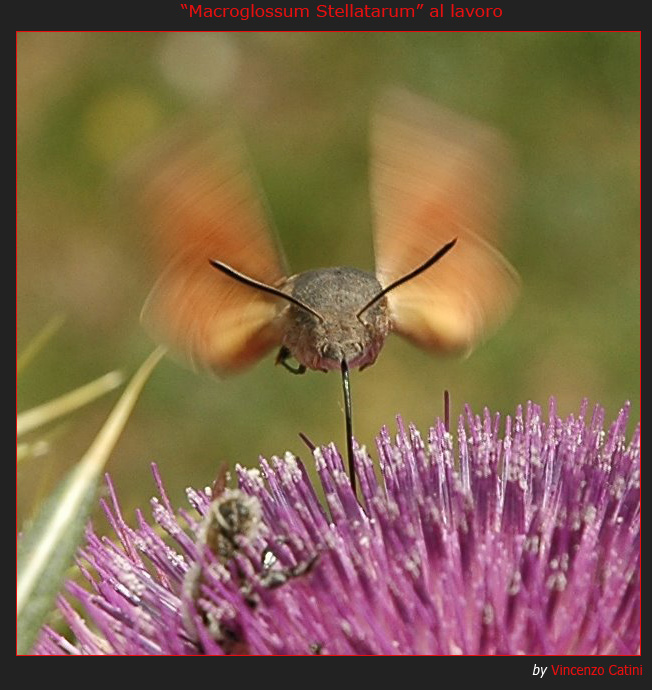 "Macroglossum Stellatarum" al lavoro