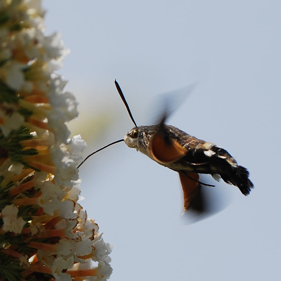 Macroglossum stellatarum