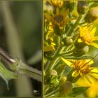 Macroglossum stellatarum - Bruco e farfalla Linnaeus, 1758