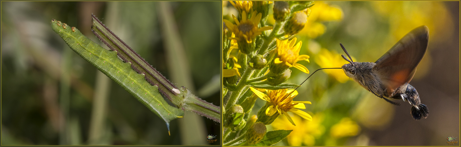 Macroglossum stellatarum - Bruco e farfalla Linnaeus, 1758