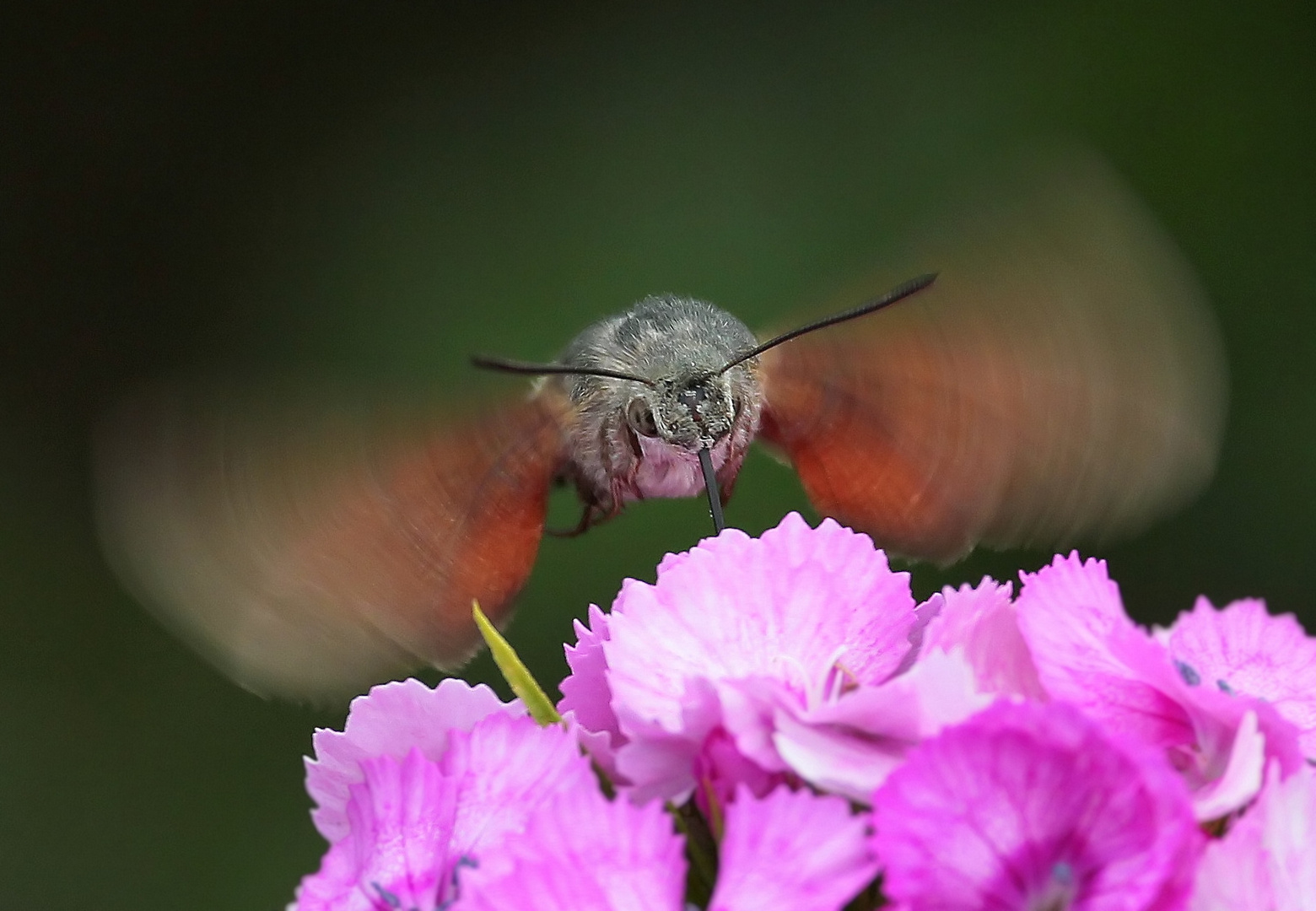 Macroglossum stellatarum butinant une Dianthus barbatus