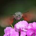 Macroglossum stellatarum butinant une Dianthus barbatus