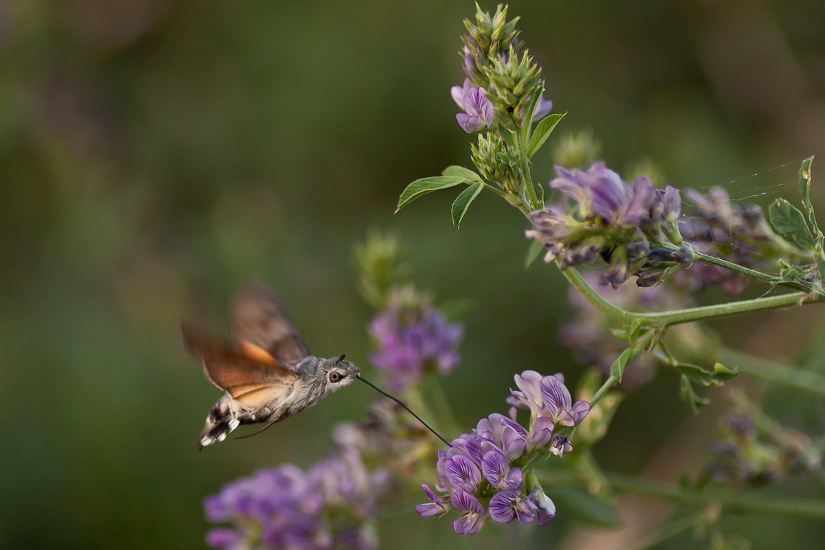 Macroglossum stellatarum