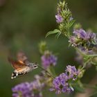 Macroglossum stellatarum