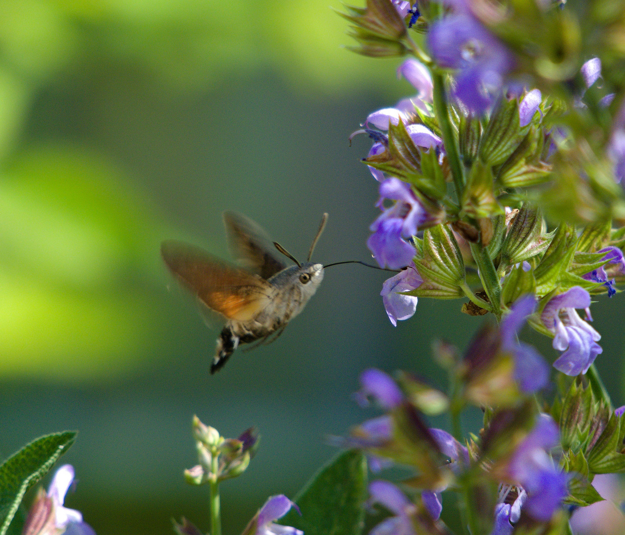 Macroglossum stellatarum