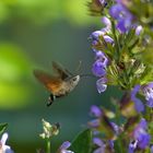 Macroglossum stellatarum