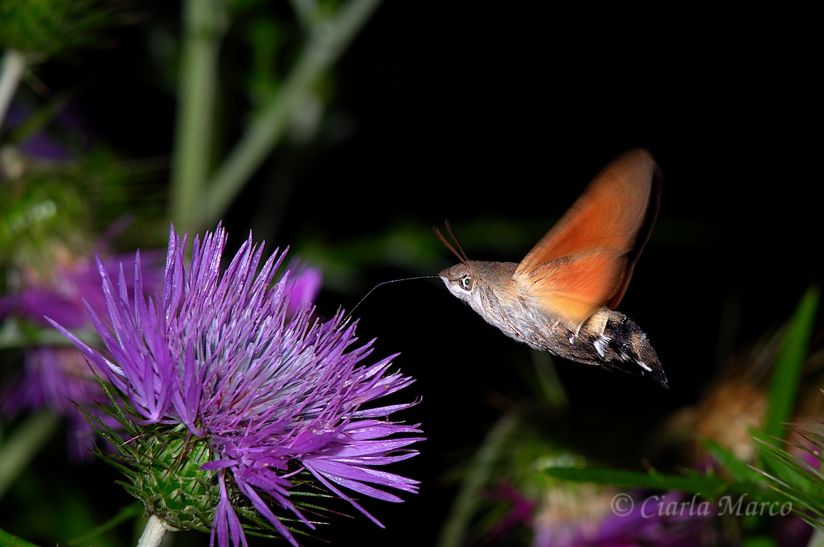 Macroglossum stellatarum