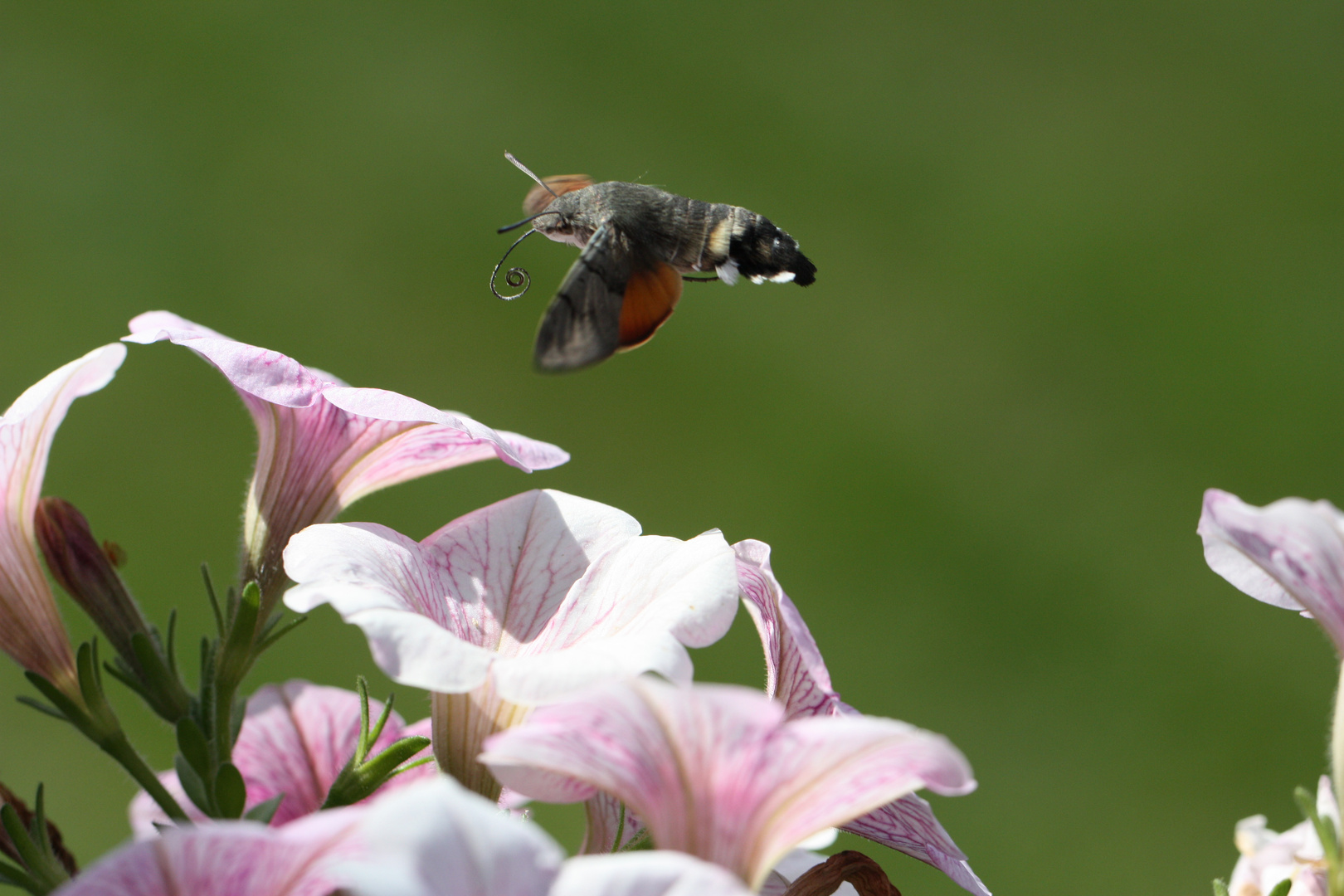 Macroglossum stellatarum