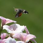 Macroglossum stellatarum