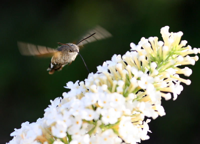 Macroglossum stellatarum