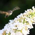 Macroglossum stellatarum