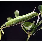 Macroglossum stellatarum