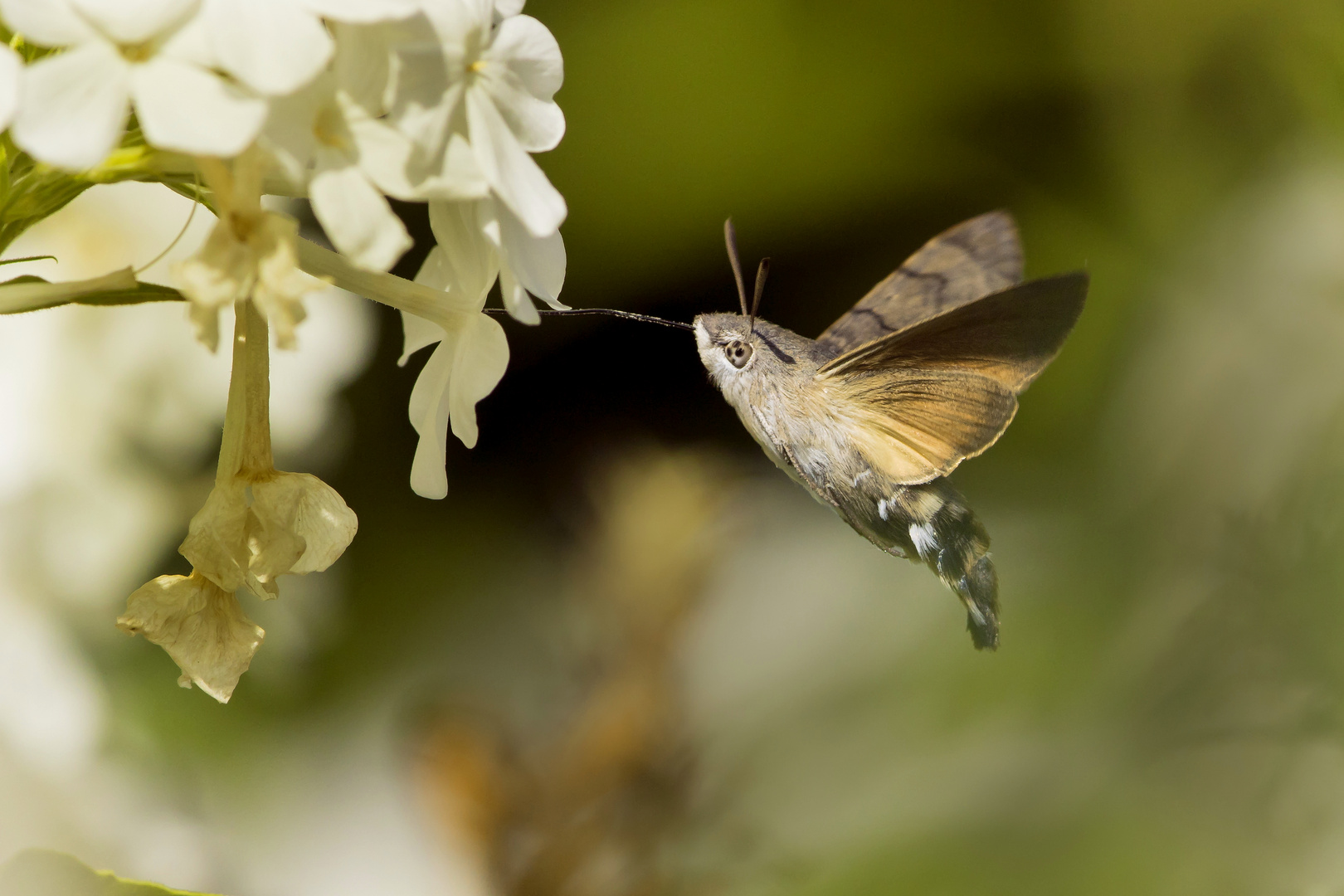 Macroglossum stellatarum - Das Taubenschwänzchen