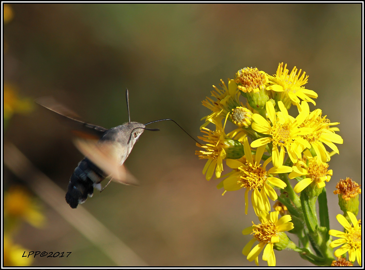 Macroglossum stellatarum