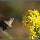 Macroglossum stellatarum