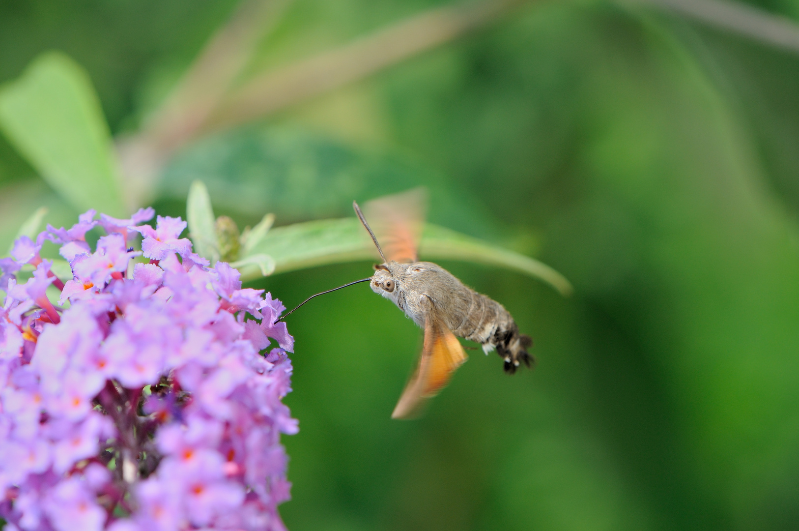 Macroglossum Stellatarum "Sfinge del Galio"