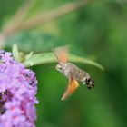 Macroglossum Stellatarum "Sfinge del Galio"