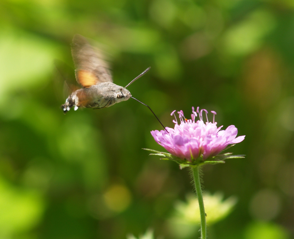 Macroglossum stellatarum- Taubenschwänzchen