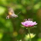 Macroglossum stellatarum- Taubenschwänzchen