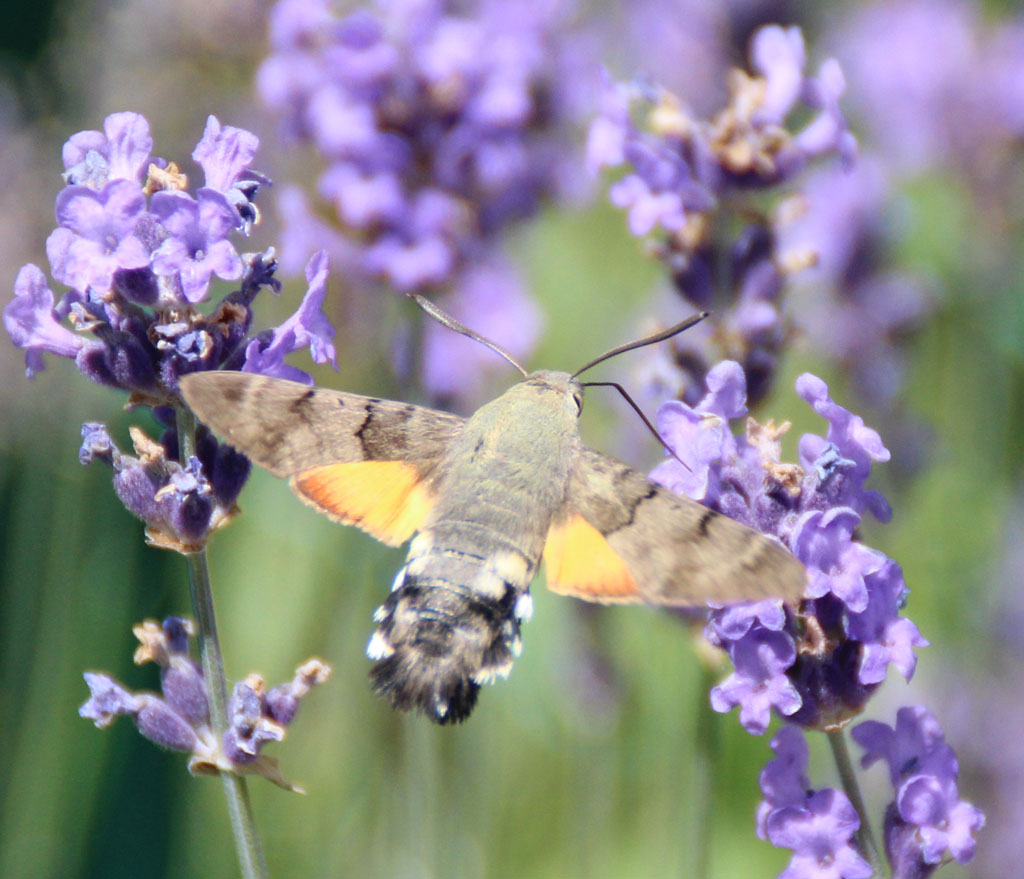 Macroglossum stellatarum- Taubenschwänzchen 