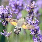 Macroglossum stellatarum- Taubenschwänzchen 