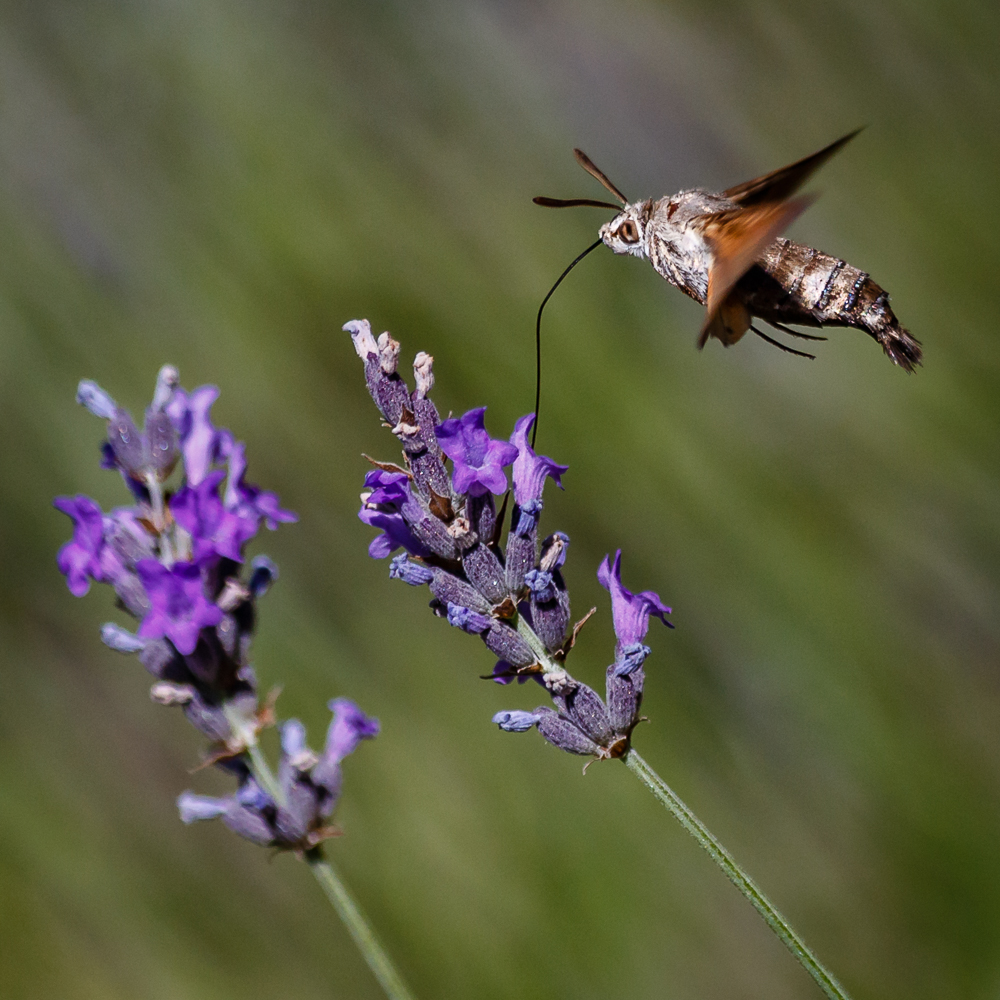 Macroglossum stellatarum Taubenschwänzchen