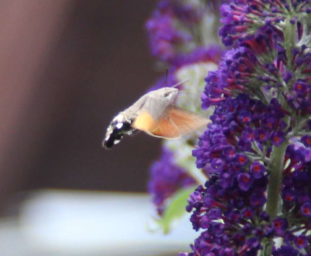  Macroglossum stellatarum- Taubenschwänzchen 