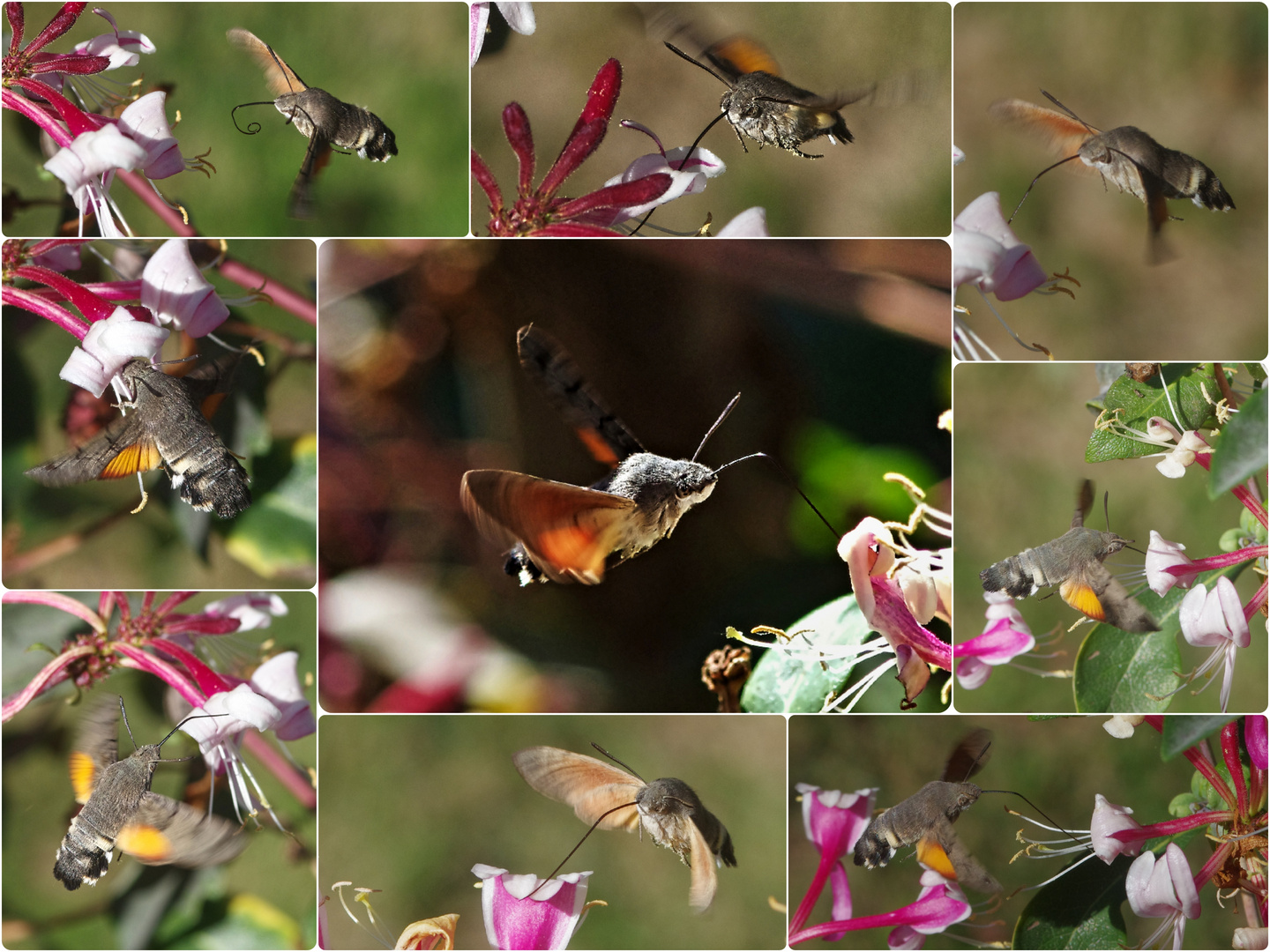 Macroglossum stellatarum (Taubenschwänzchen)