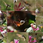 Macroglossum stellatarum (Taubenschwänzchen)