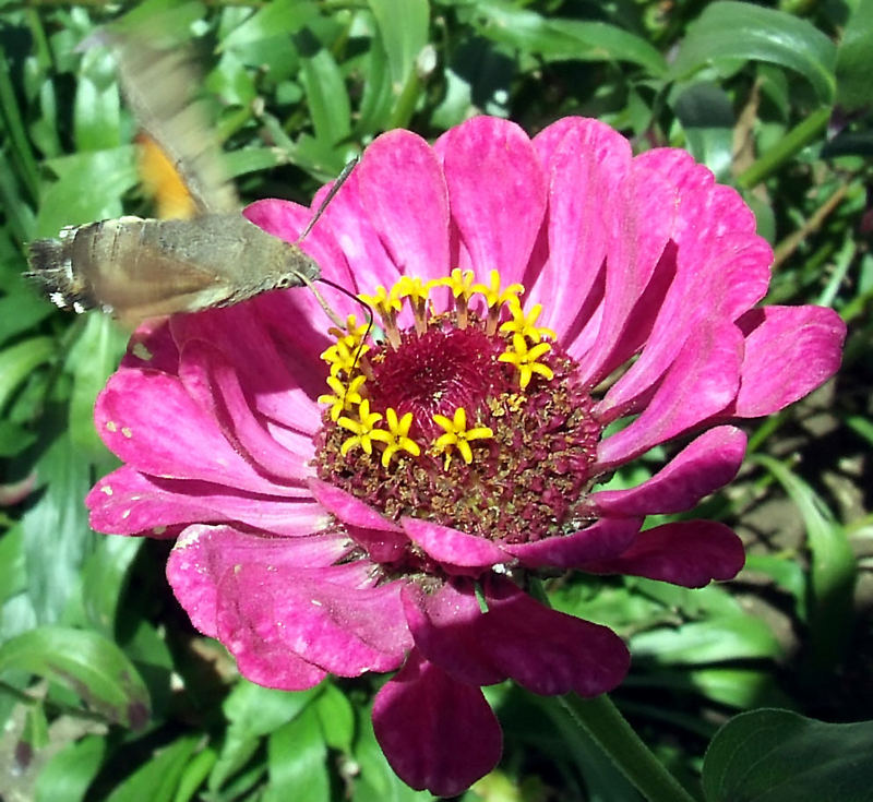 Macroglossum stellatarum (Taubenschwänzchen) auf Necktarsuche