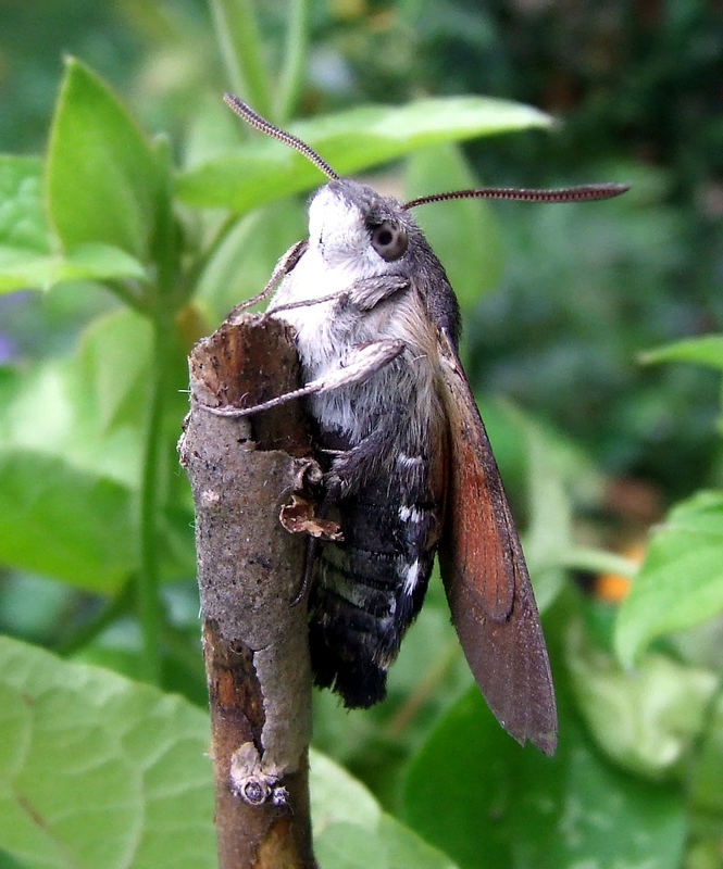 Macroglossum stellatarum (Taubenschwänzchen)