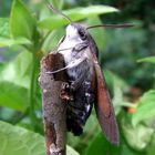 Macroglossum stellatarum (Taubenschwänzchen)