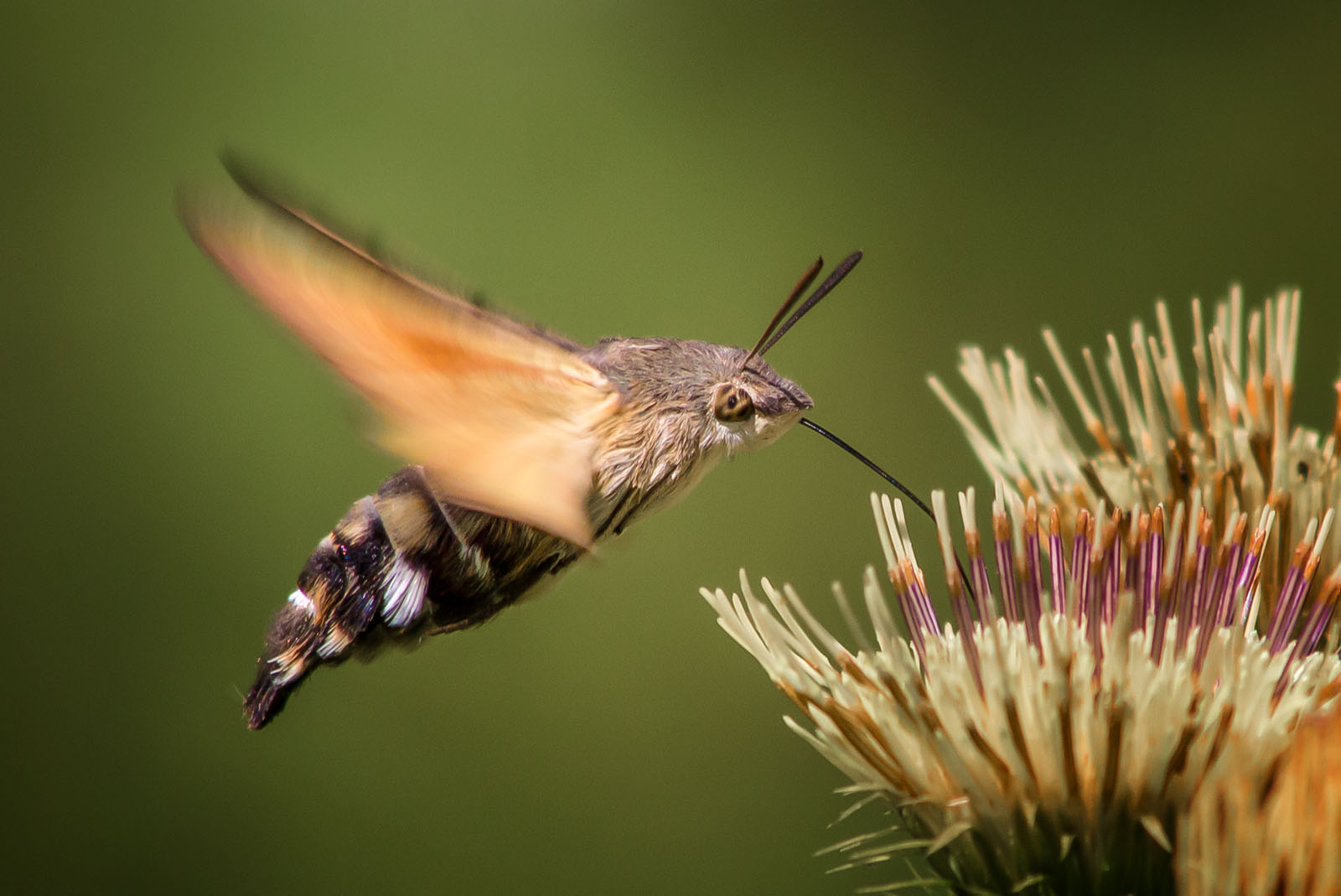 Macroglossum stellatarum - Taubenschwänzchen