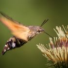 Macroglossum stellatarum - Taubenschwänzchen