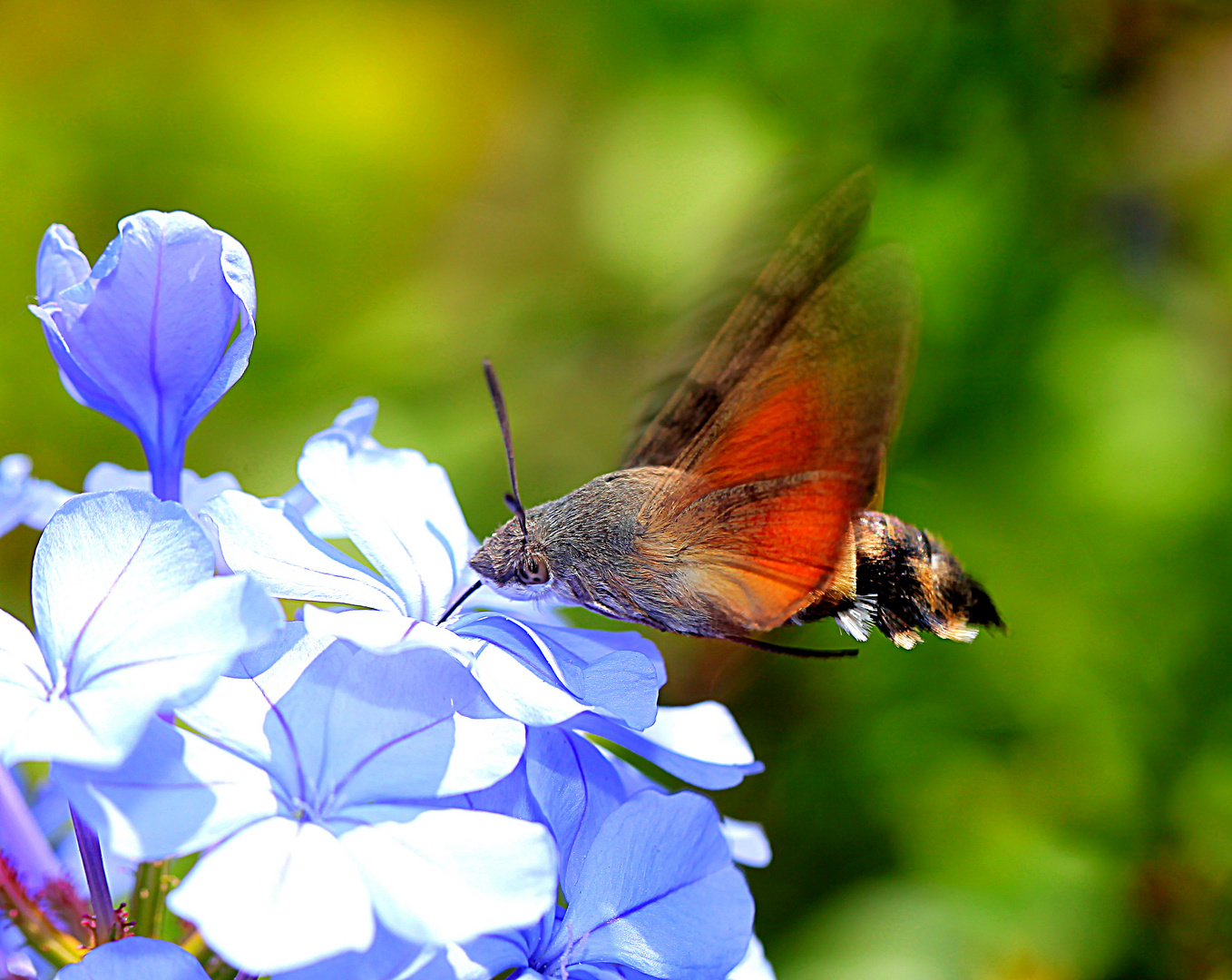 Macroglossum stellatarum, Taubenschwänzchen oder Taubenschwanz an Kap-Bleiwurz [Plumbago auriculata)